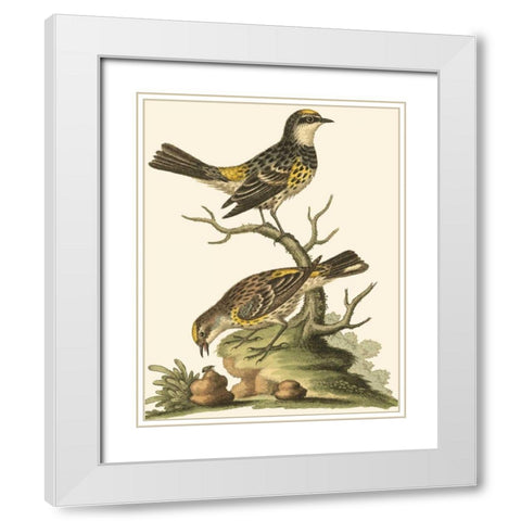 Petite Bird Study III White Modern Wood Framed Art Print with Double Matting by Edwards, George