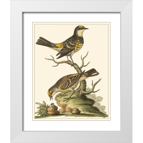 Petite Bird Study III White Modern Wood Framed Art Print with Double Matting by Edwards, George