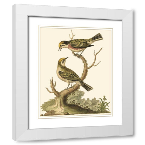 Petite Bird Study IV White Modern Wood Framed Art Print with Double Matting by Edwards, George