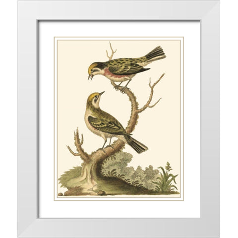 Petite Bird Study IV White Modern Wood Framed Art Print with Double Matting by Edwards, George