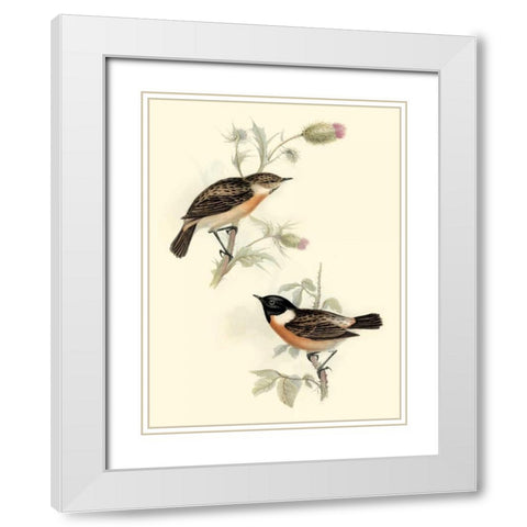 Goulds Stone-chat White Modern Wood Framed Art Print with Double Matting by Gould, John