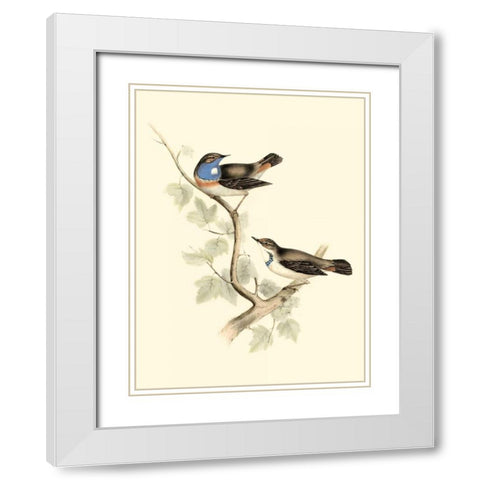 Goulds Blue-throated Warbler White Modern Wood Framed Art Print with Double Matting by Gould, John