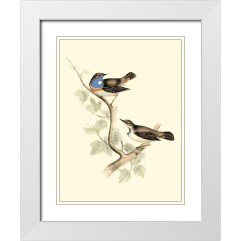 Goulds Blue-throated Warbler White Modern Wood Framed Art Print with Double Matting by Gould, John