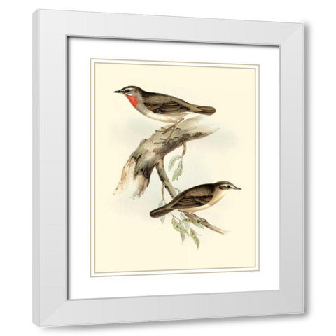 Goulds Gorget Warbler White Modern Wood Framed Art Print with Double Matting by Gould, John