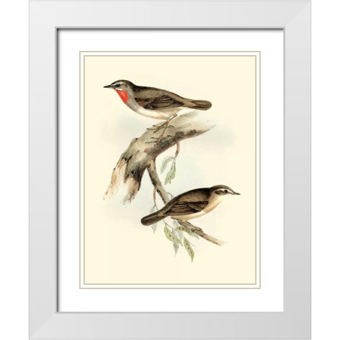 Goulds Gorget Warbler White Modern Wood Framed Art Print with Double Matting by Gould, John