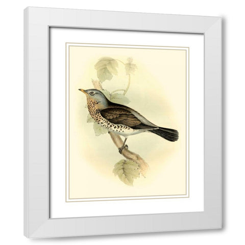 Goulds Fieldfare White Modern Wood Framed Art Print with Double Matting by Gould, John