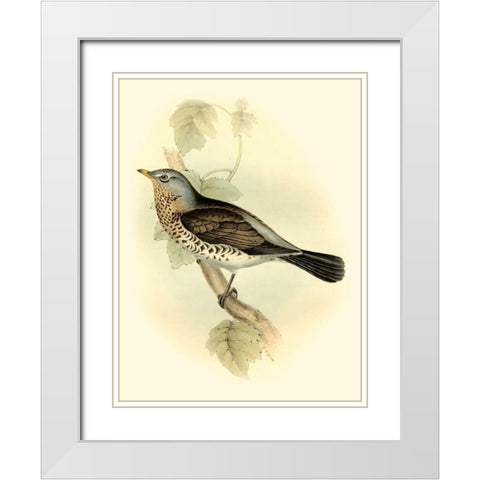 Goulds Fieldfare White Modern Wood Framed Art Print with Double Matting by Gould, John