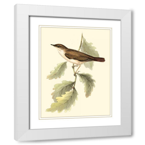 Goulds Nightingale White Modern Wood Framed Art Print with Double Matting by Gould, John