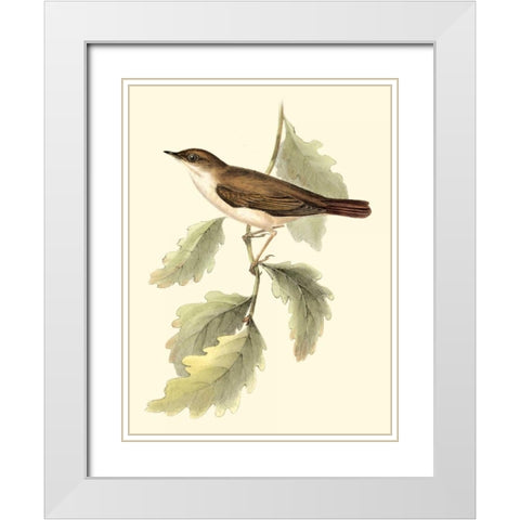 Goulds Nightingale White Modern Wood Framed Art Print with Double Matting by Gould, John