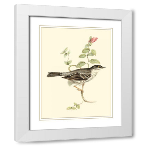 Goulds Barred Warbler White Modern Wood Framed Art Print with Double Matting by Gould, John