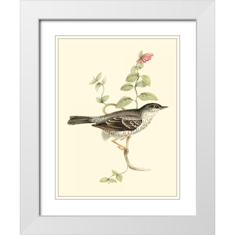 Goulds Barred Warbler White Modern Wood Framed Art Print with Double Matting by Gould, John