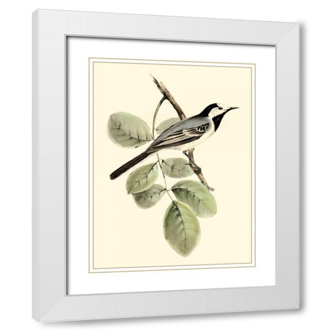 Goulds White Wagtail White Modern Wood Framed Art Print with Double Matting by Gould, John