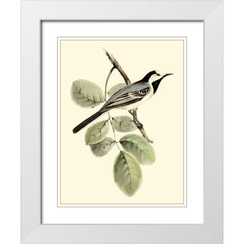 Goulds White Wagtail White Modern Wood Framed Art Print with Double Matting by Gould, John