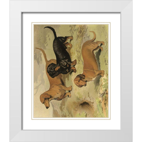 Dachshunds White Modern Wood Framed Art Print with Double Matting by Shaw, Vero