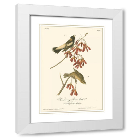 Wandering Rice Bird White Modern Wood Framed Art Print with Double Matting by Audubon, John James