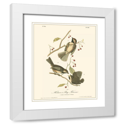 Hudsons Bay Titmouse White Modern Wood Framed Art Print with Double Matting by Audubon, John James
