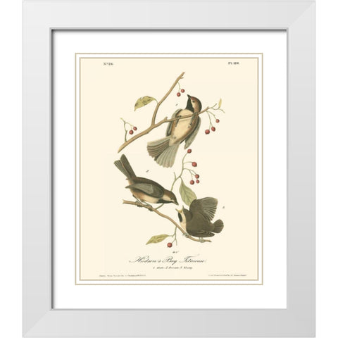 Hudsons Bay Titmouse White Modern Wood Framed Art Print with Double Matting by Audubon, John James