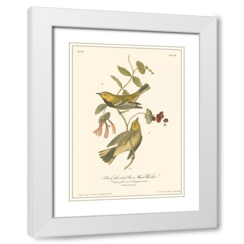Black-throated Green Wood Warbler White Modern Wood Framed Art Print with Double Matting by Audubon, John James