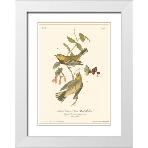 Black-throated Green Wood Warbler White Modern Wood Framed Art Print with Double Matting by Audubon, John James