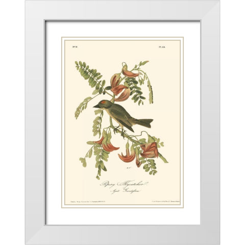 Pipiry Flycatcher White Modern Wood Framed Art Print with Double Matting by Audubon, John James