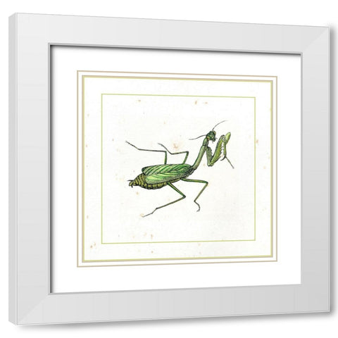 Green Mantis White Modern Wood Framed Art Print with Double Matting by Vision Studio