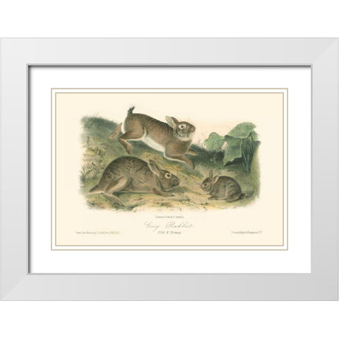 Grey Rabbit White Modern Wood Framed Art Print with Double Matting by Audubon, John James