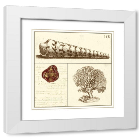 Shell Classification I White Modern Wood Framed Art Print with Double Matting by Vision Studio
