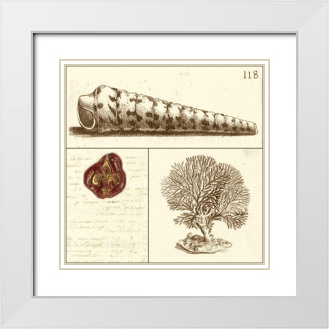 Shell Classification I White Modern Wood Framed Art Print with Double Matting by Vision Studio