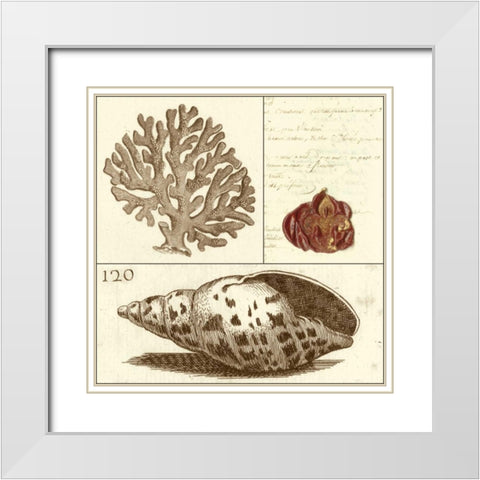 Shell Classification III White Modern Wood Framed Art Print with Double Matting by Vision Studio
