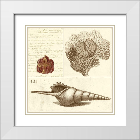 Shell Classification IV White Modern Wood Framed Art Print with Double Matting by Vision Studio