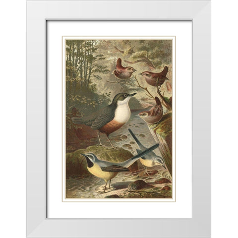 Wagtails and Wrens White Modern Wood Framed Art Print with Double Matting by unknown