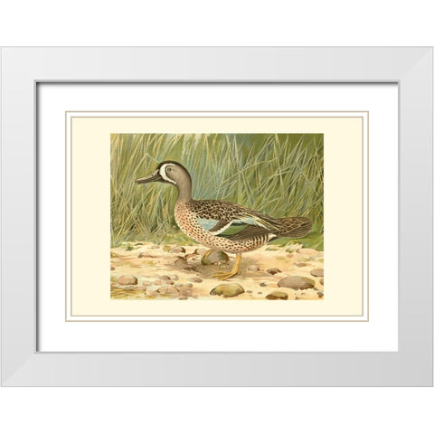 Blue-wing Teal White Modern Wood Framed Art Print with Double Matting by Ridgeway