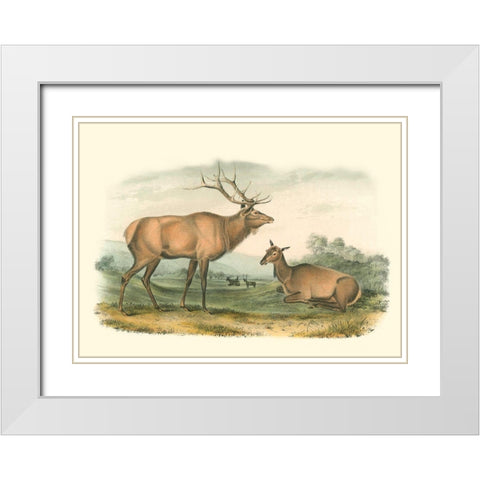 American Elk and Deer White Modern Wood Framed Art Print with Double Matting by Audubon, John James