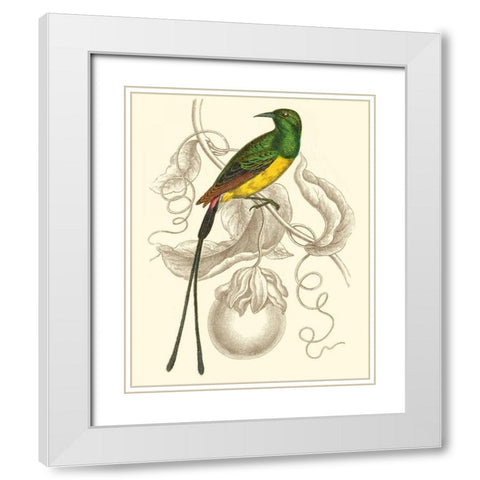 Jardine Hummingbird I White Modern Wood Framed Art Print with Double Matting by Jardine, Sir William