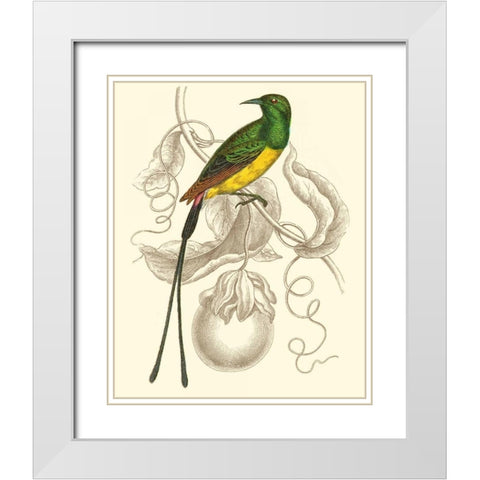 Jardine Hummingbird I White Modern Wood Framed Art Print with Double Matting by Jardine, Sir William