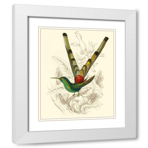 Jardine Hummingbird II White Modern Wood Framed Art Print with Double Matting by Jardine, Sir William