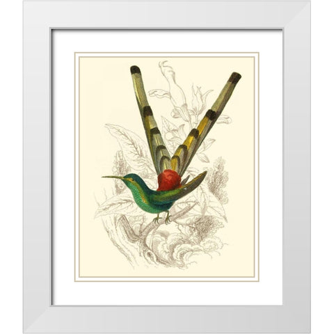 Jardine Hummingbird II White Modern Wood Framed Art Print with Double Matting by Jardine, Sir William
