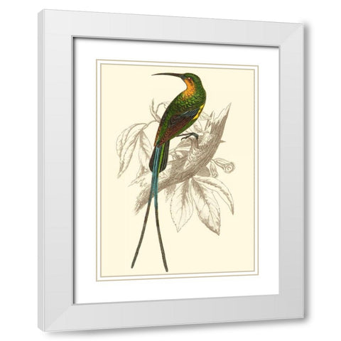 Jardine Hummingbird V White Modern Wood Framed Art Print with Double Matting by Jardine, Sir William