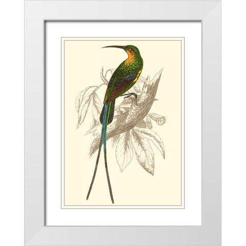 Jardine Hummingbird V White Modern Wood Framed Art Print with Double Matting by Jardine, Sir William