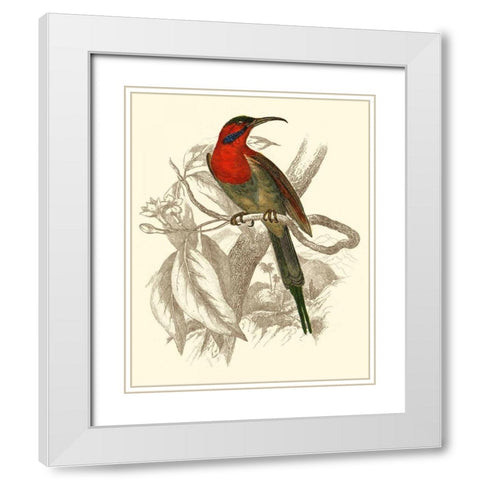 Jardine Hummingbird VI White Modern Wood Framed Art Print with Double Matting by Jardine, Sir William