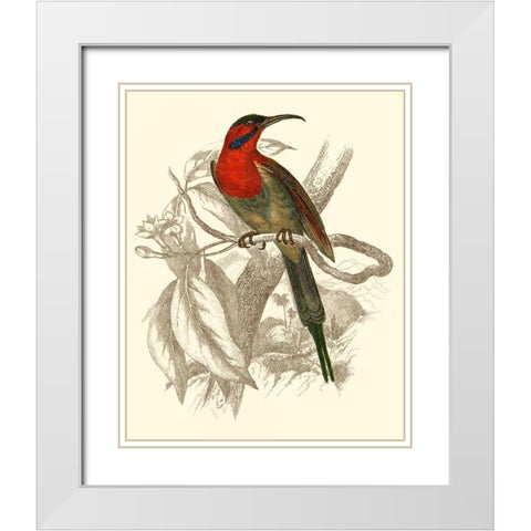 Jardine Hummingbird VI White Modern Wood Framed Art Print with Double Matting by Jardine, Sir William