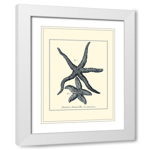 Indigo Starfish I White Modern Wood Framed Art Print with Double Matting by Diderot, Denis