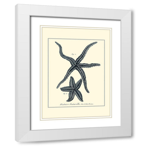 Indigo Starfish II White Modern Wood Framed Art Print with Double Matting by Diderot, Denis
