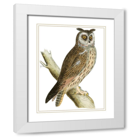 Morris Long Eared Owl White Modern Wood Framed Art Print with Double Matting by Morris