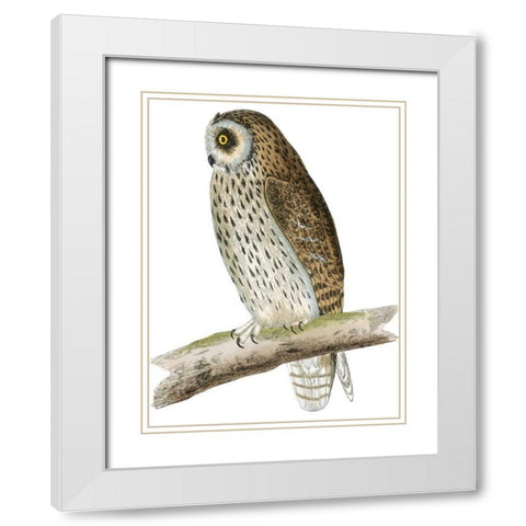 Morris Short Eared Owl White Modern Wood Framed Art Print with Double Matting by Morris