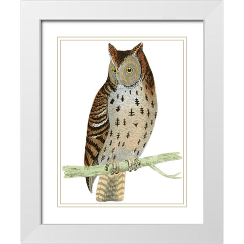 Morris Mottled Owl White Modern Wood Framed Art Print with Double Matting by Morris