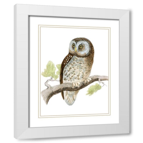 Morris Tengmalms Owl White Modern Wood Framed Art Print with Double Matting by Morris