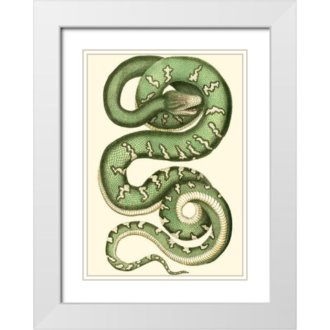 Vibrant Snake I White Modern Wood Framed Art Print with Double Matting by Nodder, Frederick P.