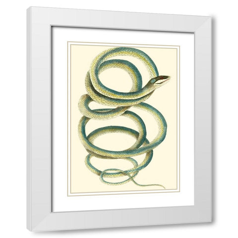 Vibrant Snake II White Modern Wood Framed Art Print with Double Matting by Nodder, Frederick P.
