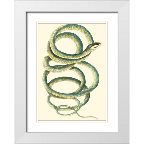 Vibrant Snake II White Modern Wood Framed Art Print with Double Matting by Nodder, Frederick P.